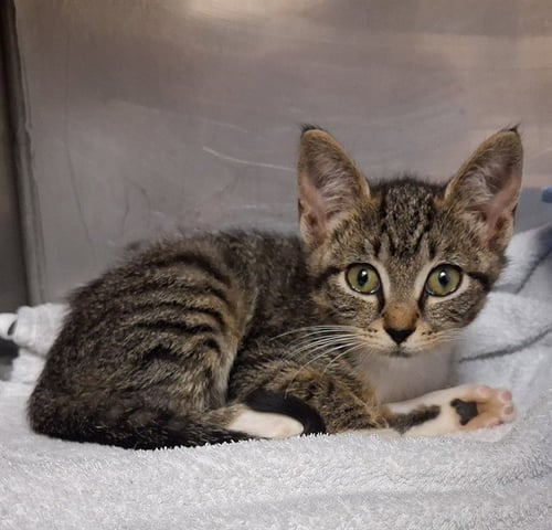 SAWYER - Domestic Short Hair available for adoption