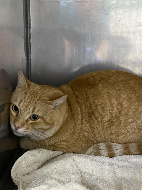 BONGO - Domestic Short Hair available for adoption