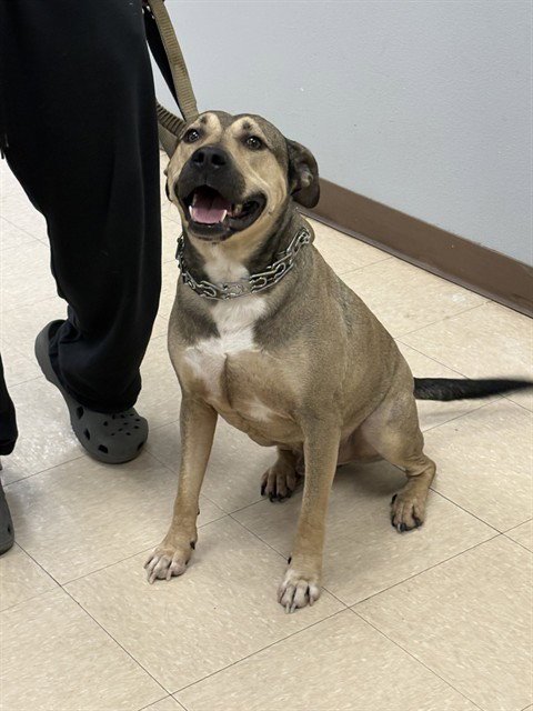 TONTO - Pit Bull Terrier available for adoption