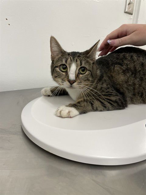 MAVE - Domestic Short Hair available for adoption