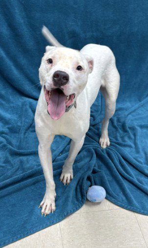 CHEF - Pit Bull Terrier available for adoption