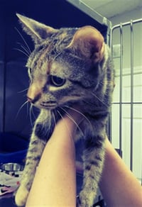 SMUDGE - Photo 1