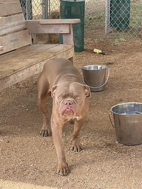 ROGER - American Bulldog / Pit Bull Terrier for adoption in Killeen