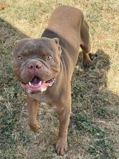 ROGER - American Bulldog / Pit Bull Terrier for adoption in Killeen