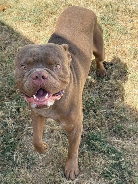 ROGER - American Bulldog / Pit Bull Terrier available for adoption