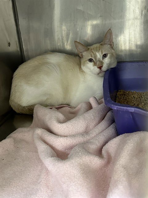 FINN - Domestic Short Hair available for adoption