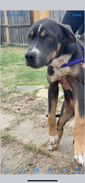 BRUNO - Plott Hound available for adoption