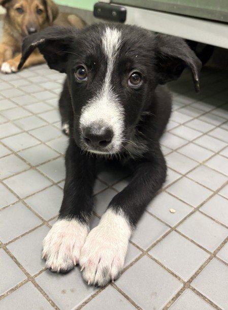 MR. BLAKE - Border Collie available for adoption