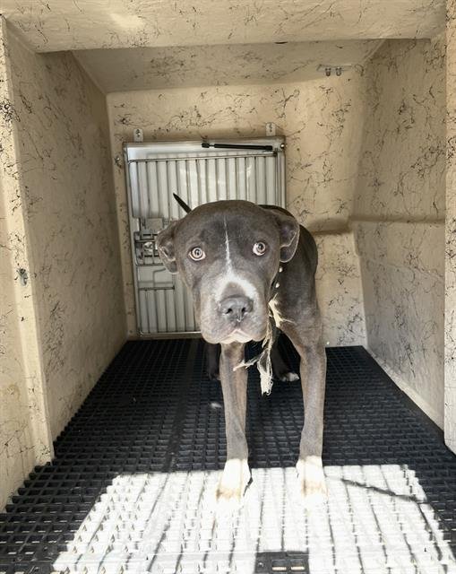 FLINT - Pit Bull Terrier available for adoption