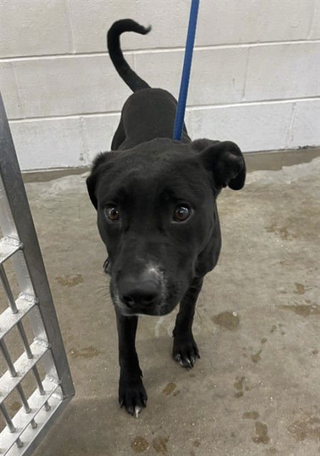 PRINCE - Labrador Retriever available for adoption