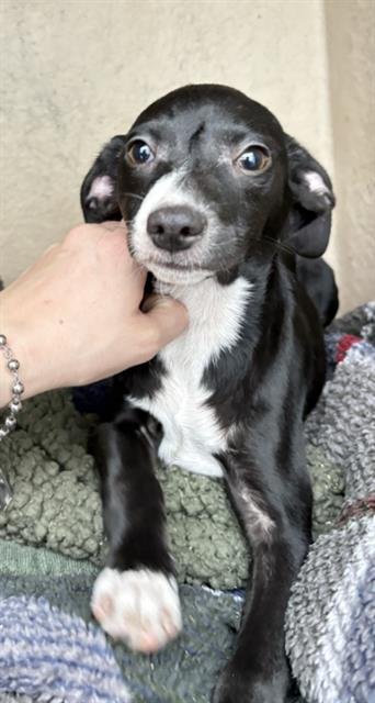 WINNIE - Chihuahua available for adoption