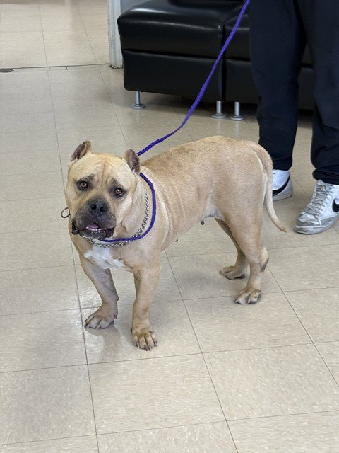 BRONCO - Pit Bull Terrier for adoption in Killeen