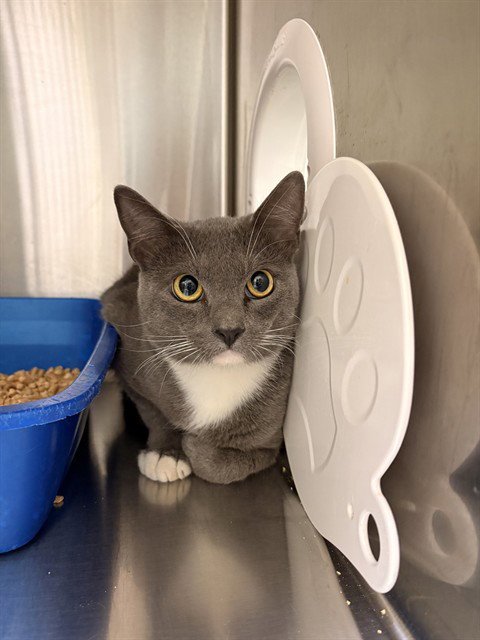 MOUSE - Domestic Short Hair available for adoption