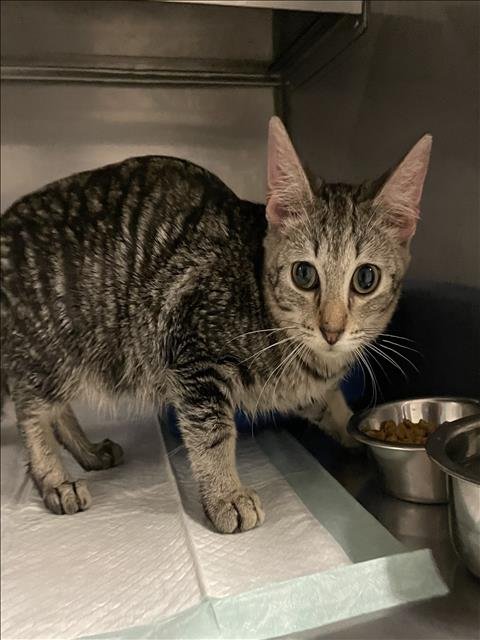 SPIDER - Domestic Short Hair available for adoption