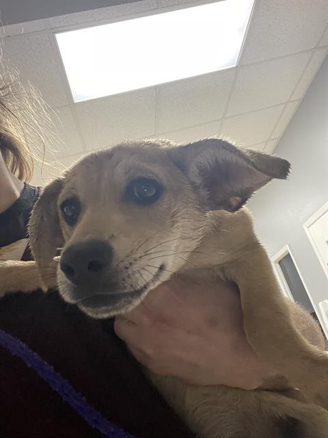 JUDITH - Black Mouth Cur available for adoption