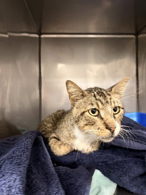 BRUNO - Domestic Short Hair for adoption in Killeen