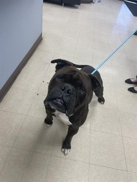 TANK - Bulldog available for adoption