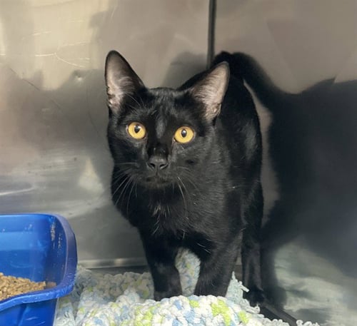 BAGHEERA - Bombay available for adoption