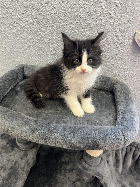 WINDSHEAR - Domestic Short Hair available for adoption