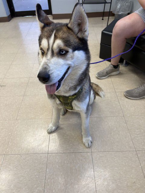 MERLIN - Siberian Husky available for adoption