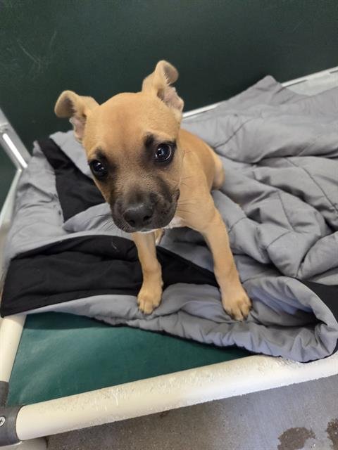 LUNA - Pit Bull Terrier / Black Mouth Cur available for adoption