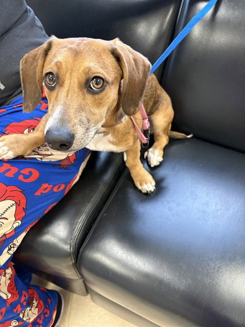 JESSIE - Dachshund available for adoption