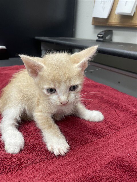FLOAT - Domestic Short Hair available for adoption