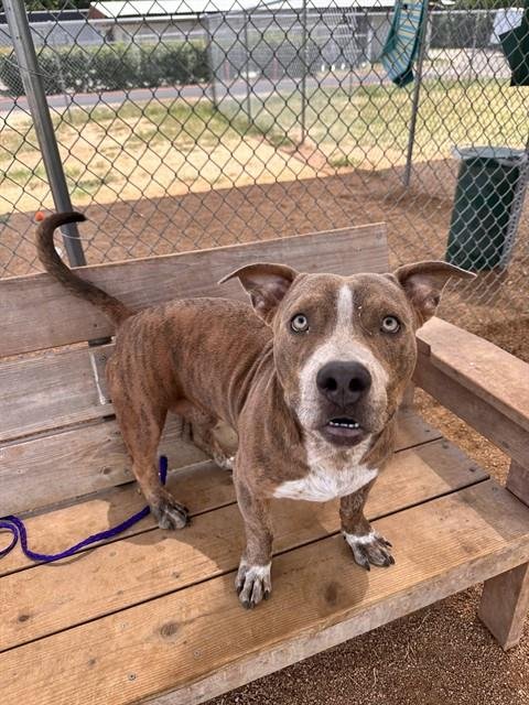 CHOWDER - Pit Bull Terrier available for adoption