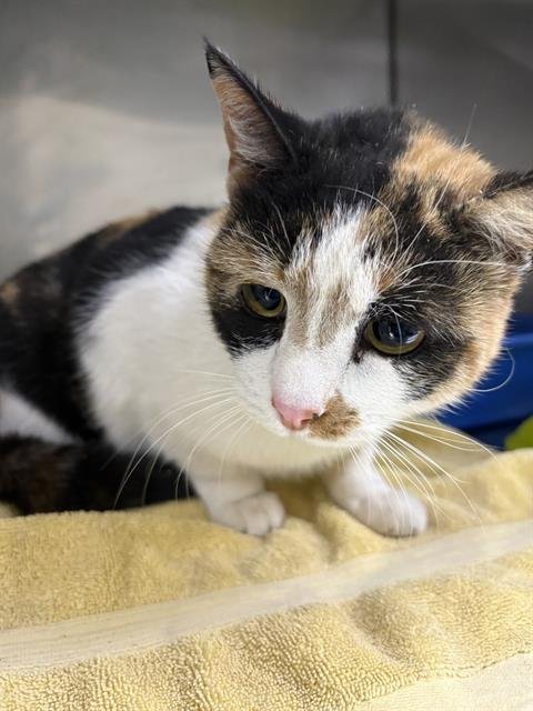 SERAPHINA - Domestic Short Hair available for adoption