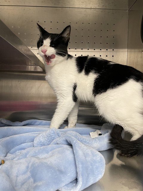 LAZLO - Domestic Short Hair available for adoption