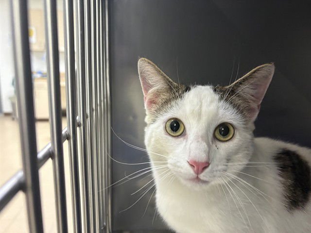 RAVIOLI - Domestic Short Hair available for adoption