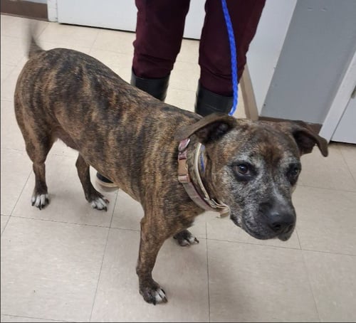 CECE - Pit Bull Terrier for adoption in Killeen