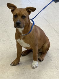 SCRAPPY-DOO - Photo 1