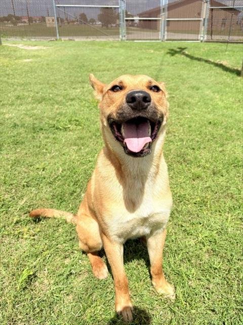 RANGER - German Shepherd Dog available for adoption