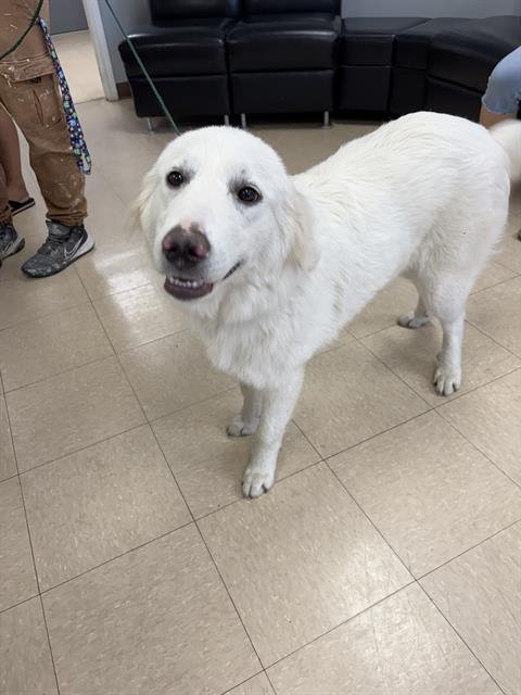 SNOW - Labrador Retriever available for adoption
