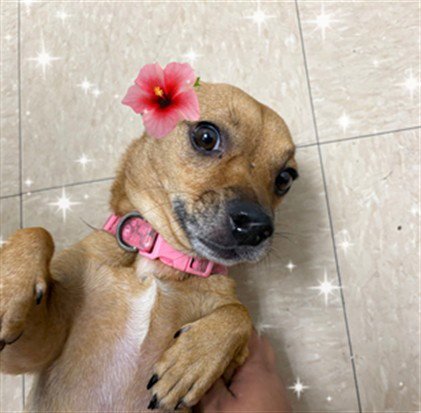 ABBY - Chihuahua available for adoption