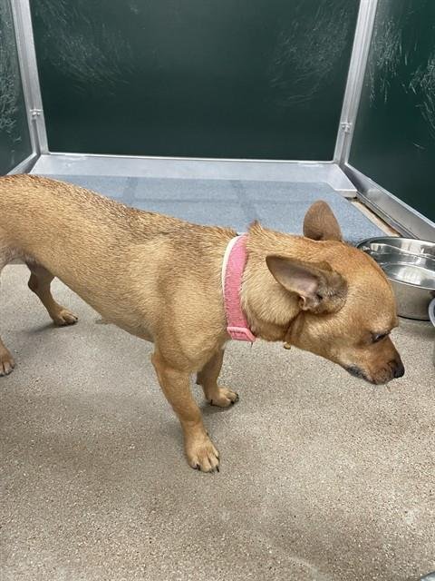 ABBY - Chihuahua available for adoption