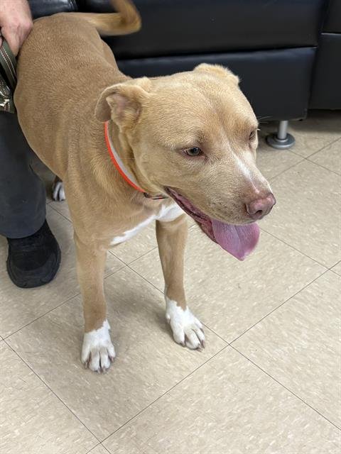 MADDY - Pit Bull Terrier available for adoption