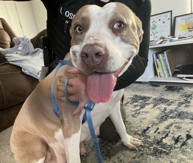 MAGGIE - Pit Bull Terrier available for adoption