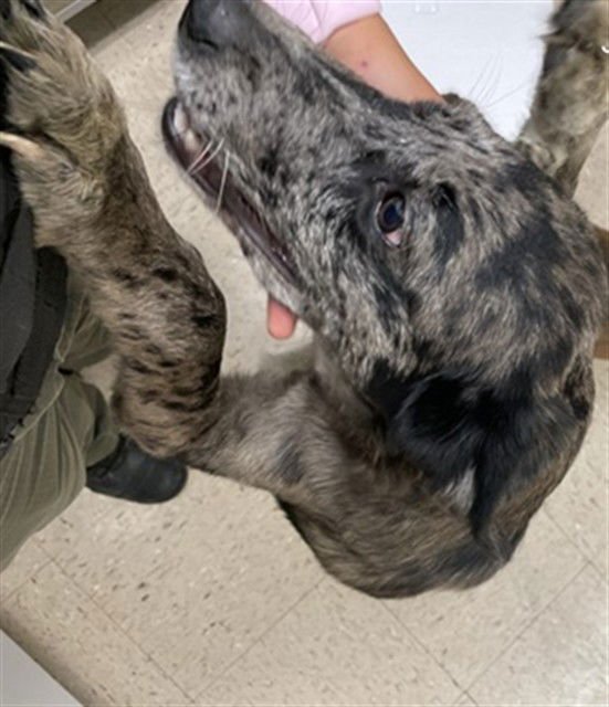 DOLLY - Catahoula Leopard Dog available for adoption