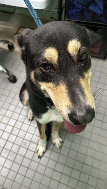 DRACO - German Shepherd Dog / Siberian Husky available for adoption