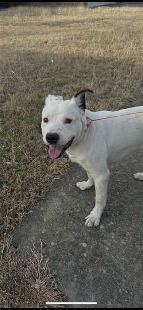 FROSTY - Border Collie / Pit Bull Terrier available for adoption