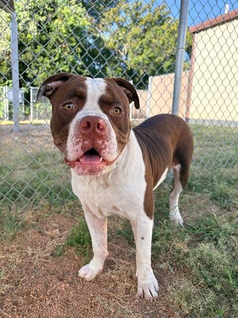 PORKCHOP - Pit Bull Terrier available for adoption
