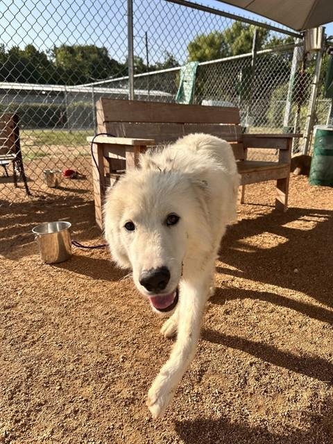 CLIVE - Great Pyrenees available for adoption