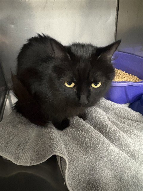 GEORGIA - Domestic Long Hair for adoption in Killeen