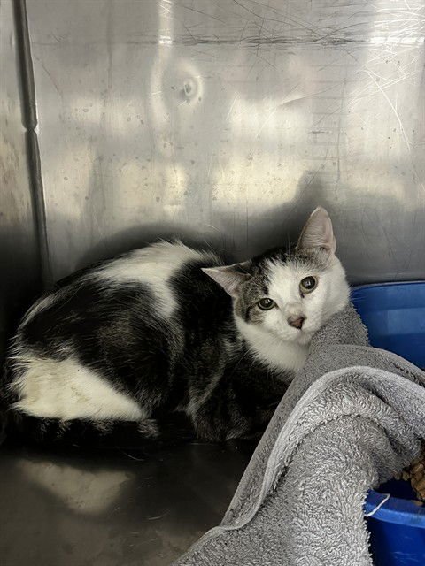 RAINEY - Domestic Short Hair available for adoption