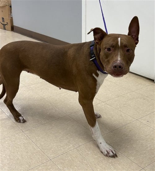 RADAR - Pit Bull Terrier available for adoption