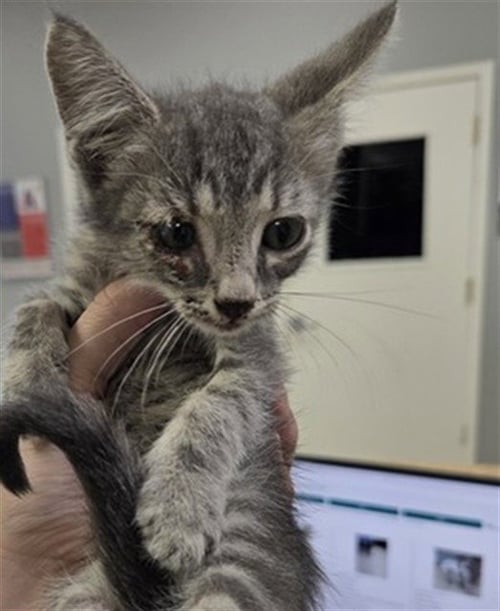 SQUEAKERS - Domestic Short Hair for adoption in Killeen