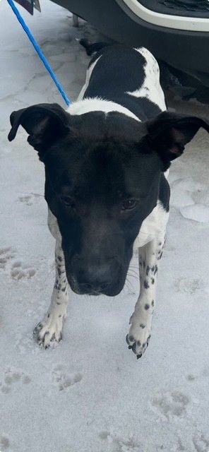 MOCHI - German Shorthaired Pointer available for adoption