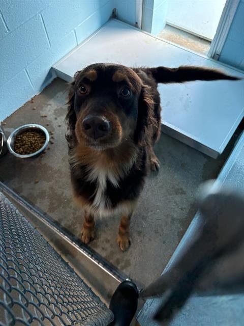 ANOS - Australian Shepherd available for adoption